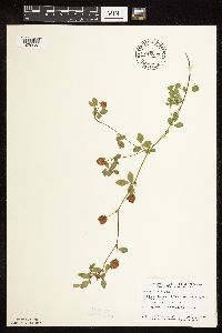 Trifolium campestre image