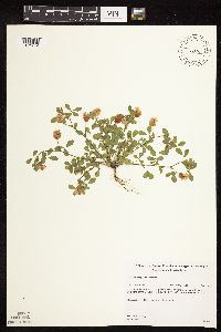 Trifolium campestre image