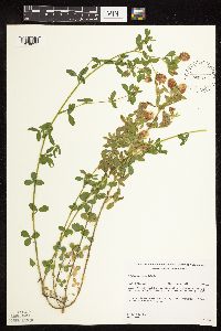 Trifolium campestre image