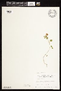 Trifolium campestre image