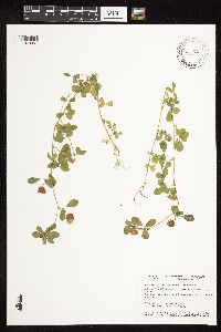 Trifolium campestre image