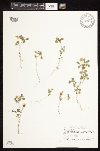 Trifolium campestre image