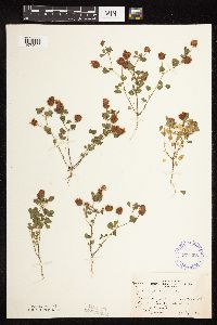 Trifolium campestre image
