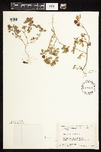 Trifolium campestre image