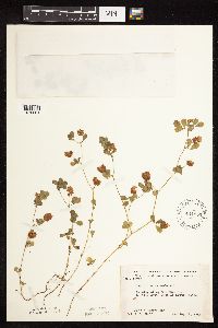 Trifolium campestre image