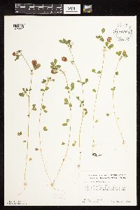 Trifolium campestre image