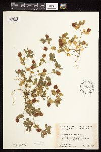 Trifolium campestre image