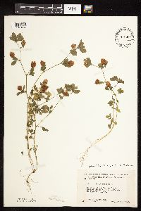 Trifolium campestre image