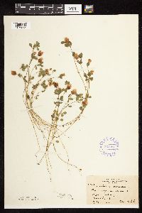 Trifolium campestre image