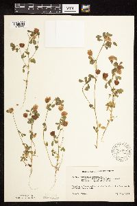 Trifolium campestre image