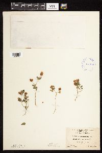 Trifolium campestre image