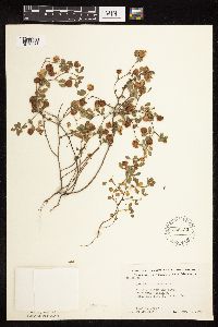 Trifolium campestre image