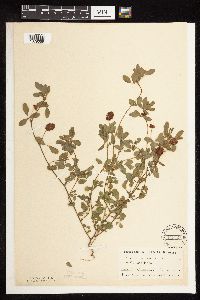 Trifolium campestre image