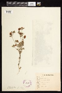 Trifolium campestre image