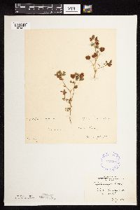 Trifolium campestre image