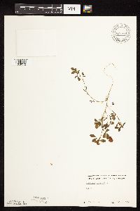 Trifolium campestre image