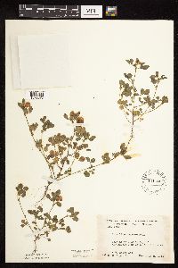 Trifolium campestre image