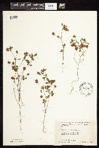 Trifolium campestre image