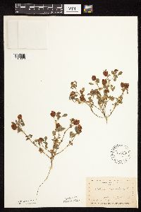 Trifolium campestre image