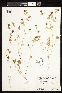 Trifolium campestre image