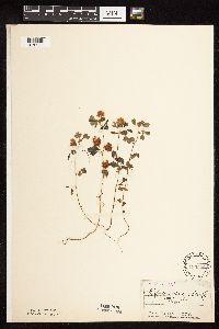Trifolium campestre image