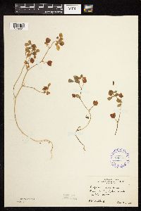 Trifolium campestre image