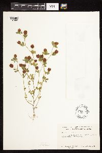 Trifolium campestre image