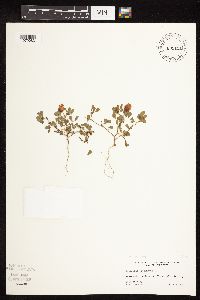 Trifolium campestre image