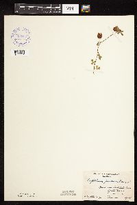 Trifolium campestre image