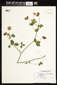 Trifolium hybridum image