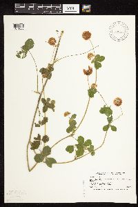 Image of Trifolium hybridum