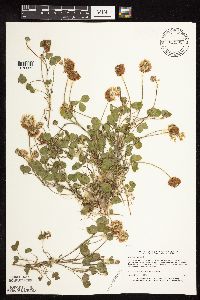 Trifolium hybridum image