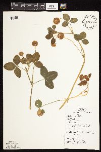 Trifolium hybridum image