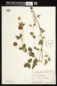 Trifolium hybridum image