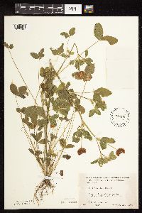 Trifolium hybridum image