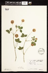 Trifolium hybridum image