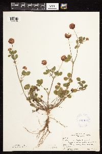 Trifolium hybridum image