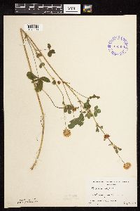 Trifolium hybridum image