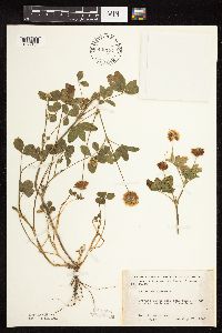 Trifolium hybridum image