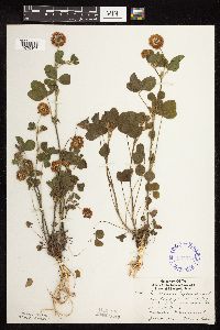Trifolium hybridum image