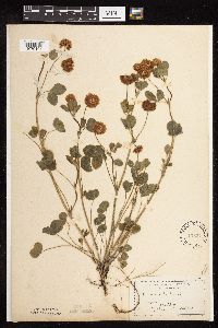 Trifolium hybridum image