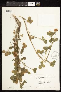 Trifolium hybridum image
