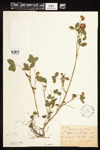 Trifolium hybridum image