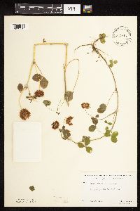 Trifolium hybridum image