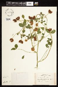 Trifolium hybridum image