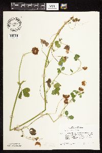 Trifolium hybridum image