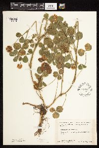 Trifolium hybridum image