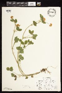 Trifolium hybridum image