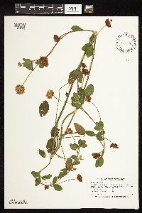 Trifolium hybridum image