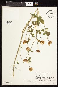 Trifolium hybridum image